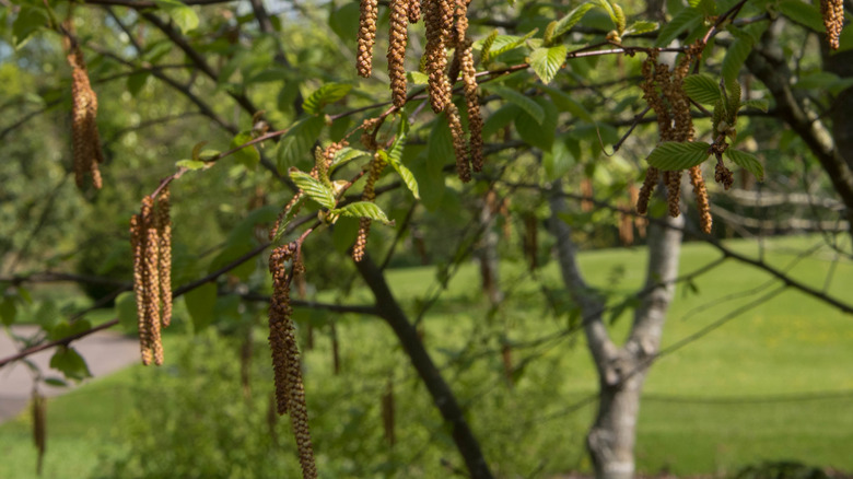 foliage and catkins of sweet birch tree