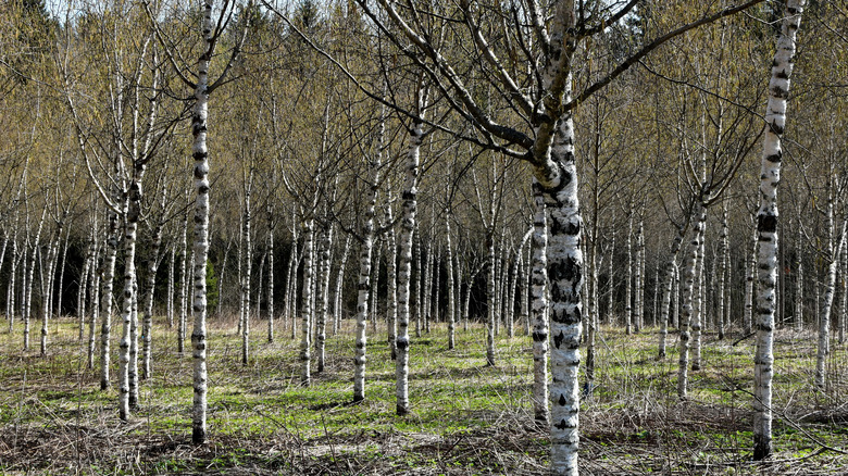 curly birch forest in spring