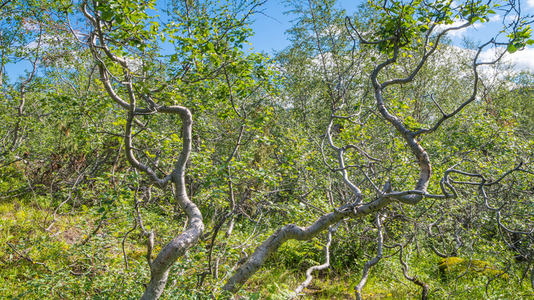 dwarf birch trees under blue skies 