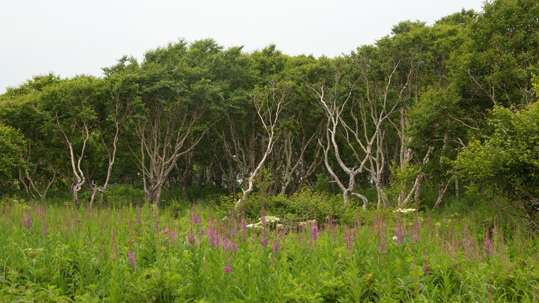 erman's birch surrounded by vegetation