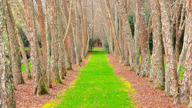 heritage brich trees lining path