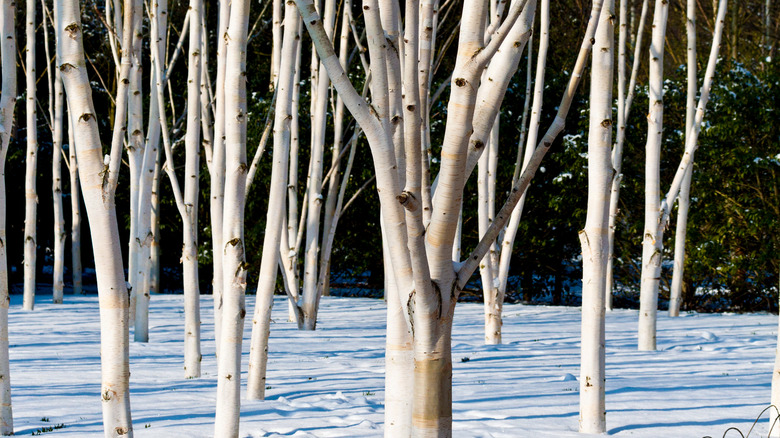 Himalayan birches in snow