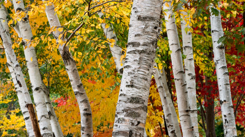 paper birch trees in fall
