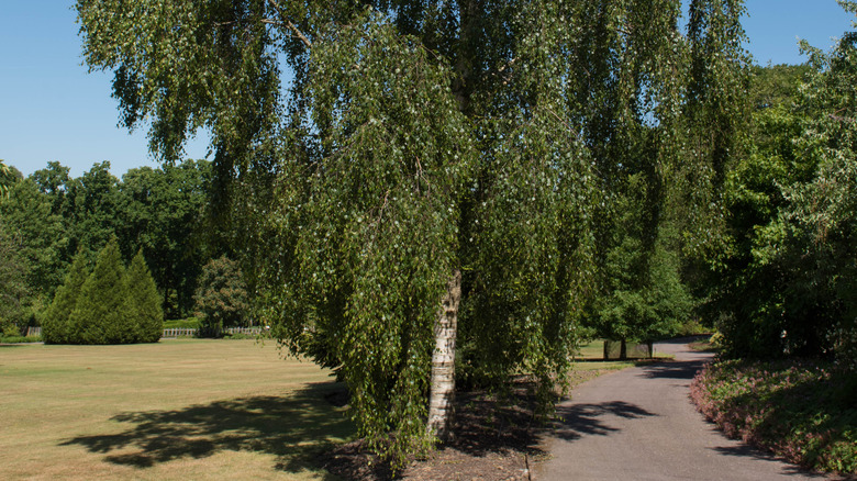 summer foliage of tristis weeping birch