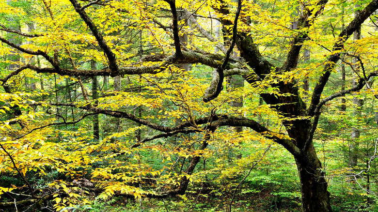 water birch with yellow foliage