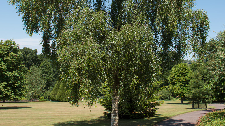 weeping birch tree in a park