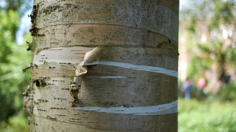 yellow birch britton bark