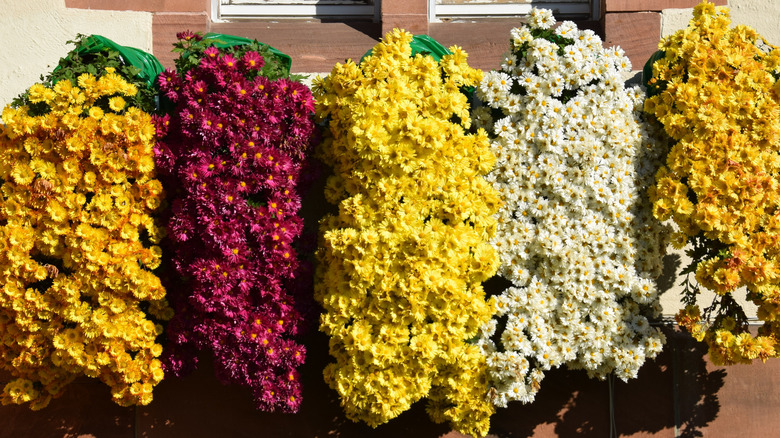 cascading mums in window box