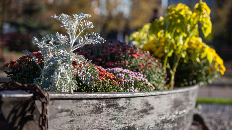 planter with dusty miller plants