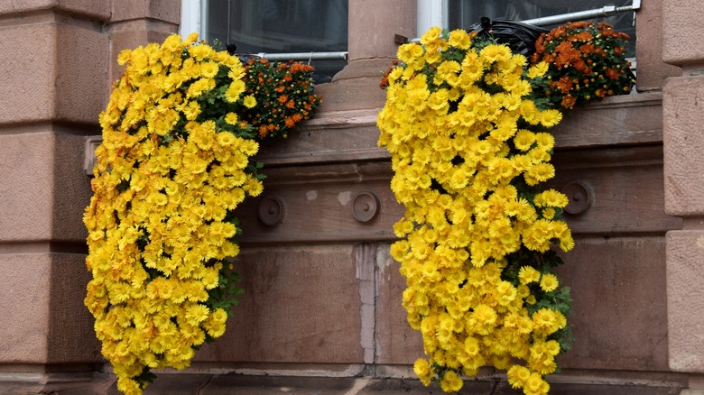 yellow cascading mums