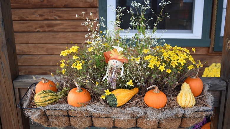 pumpkins and a scarecrow