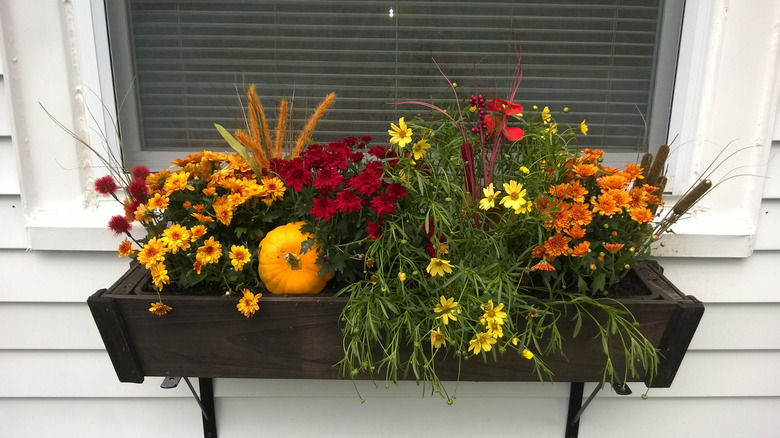 flowers in a window box