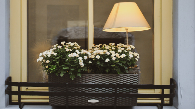 white mums in window box