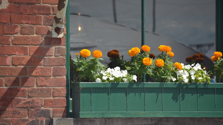 green window box on brick building