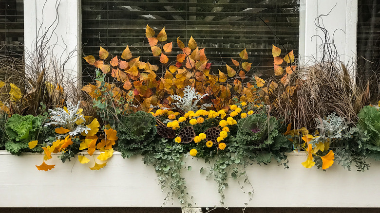 mums and greenery in window box