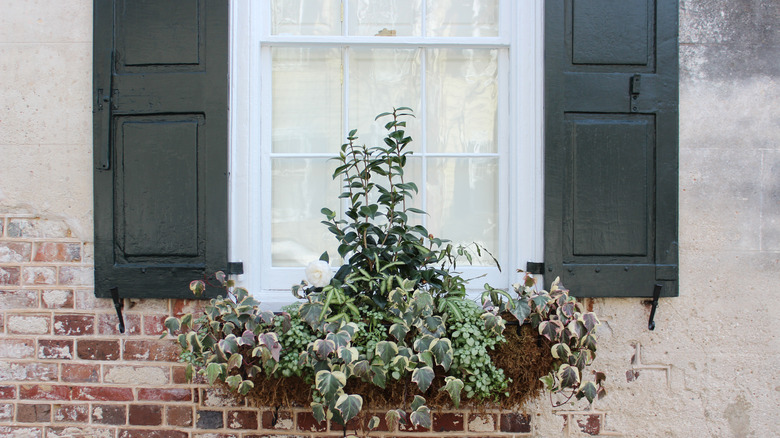 window box with greenery