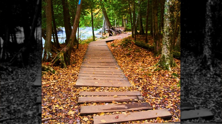 A wooden pathway leads through trees and leaves