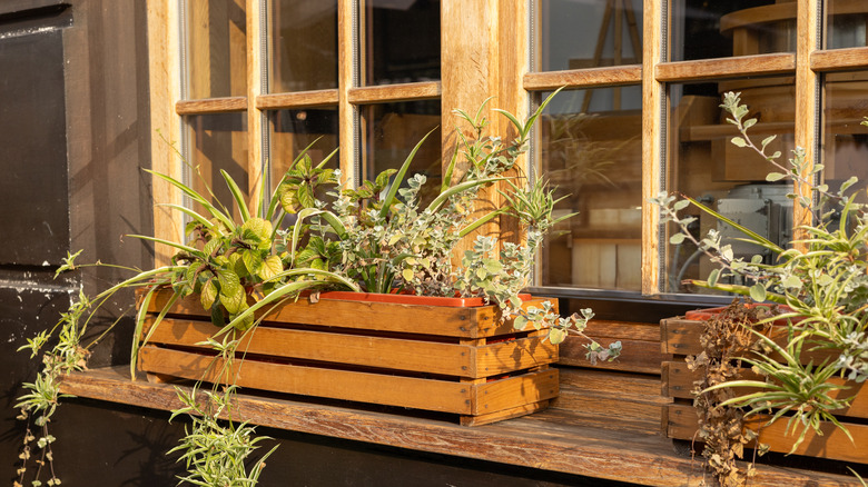 Wooden planter boxes sit near window with greenery