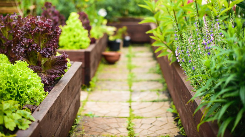 vegetable garden with stone path