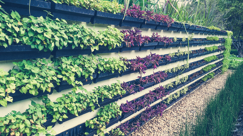 vegetable garden affixed to wall