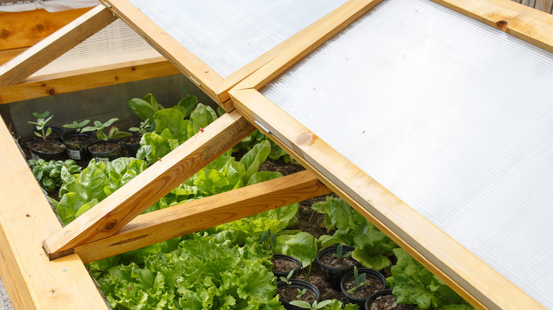 garden bed with wooden cover