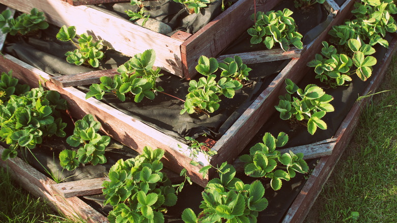 strawberries in a pyramid garden