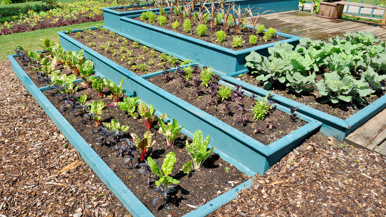 multi-level raised garden beds