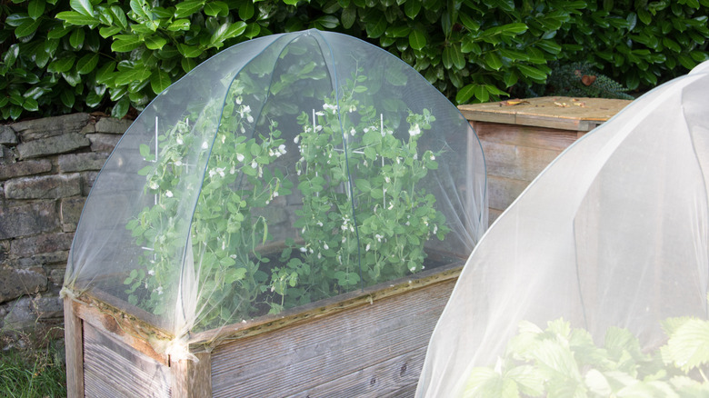 raised garden with protective screen