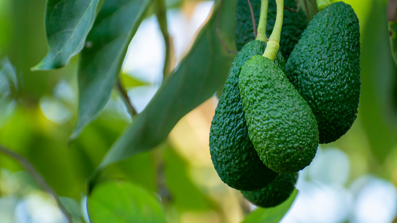 Avocado tree bearing fruit