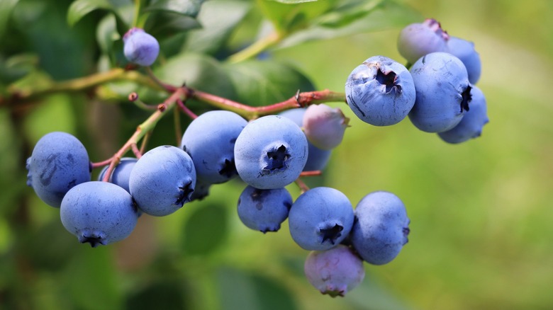 Blueberries on blueberry bush