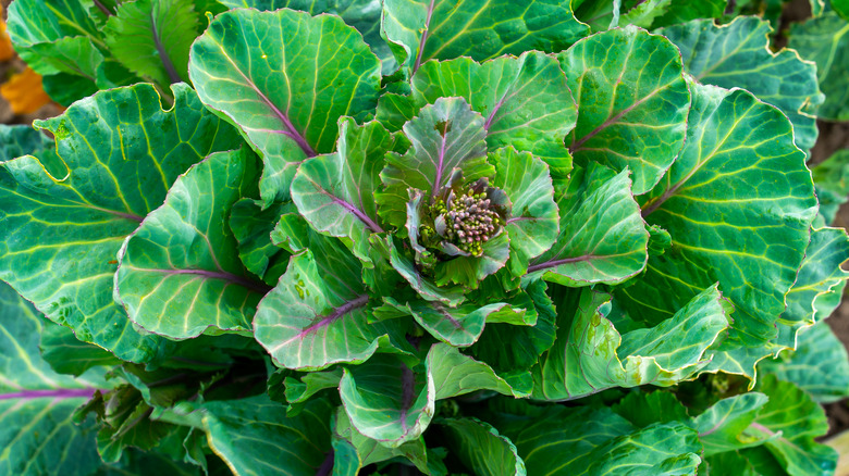 Broccoli leaves growing