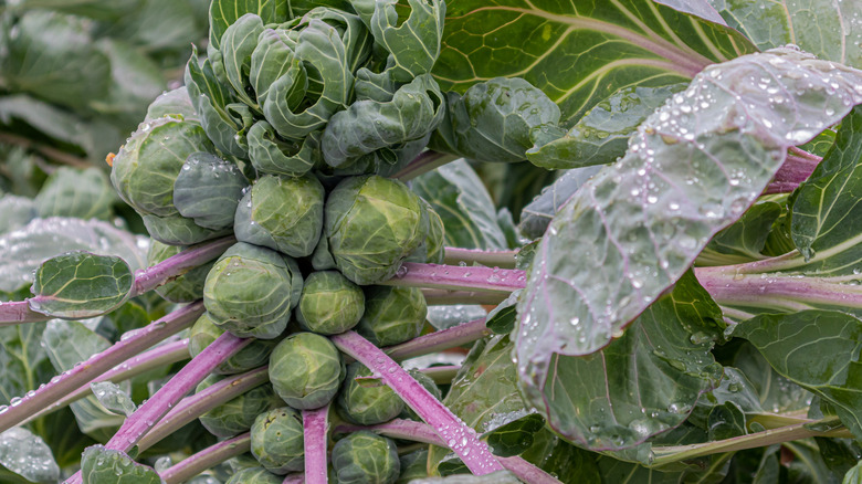 Brussels sprouts on the stalk