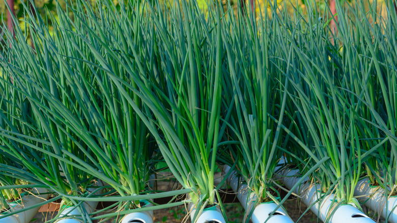 Chives growing hydroponically 