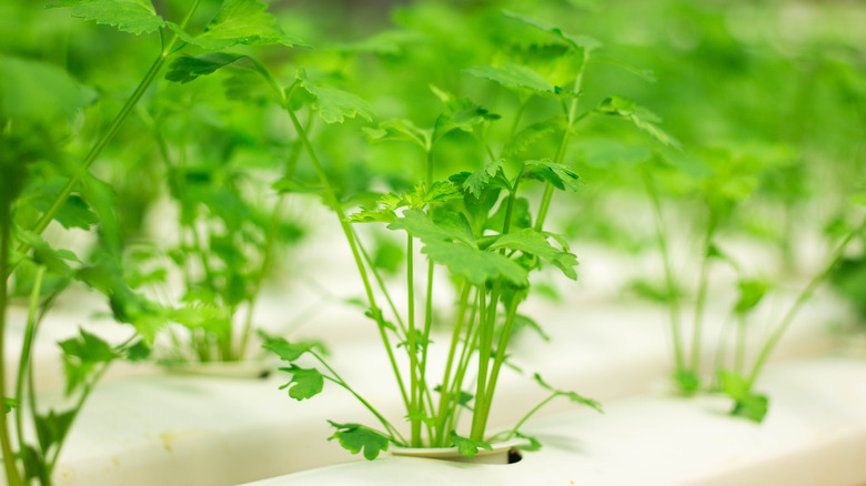 Cilantro growing in hydroponic setup 