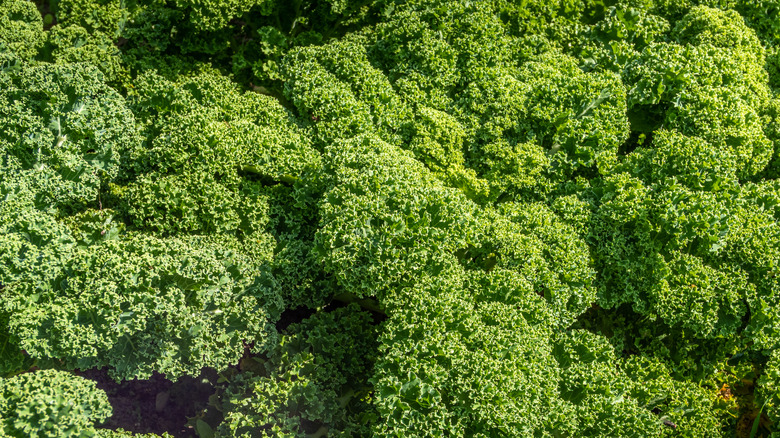 Kale with green ruffled leaves