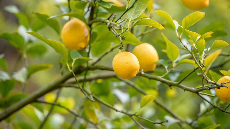 Lemon tree bearing fruit