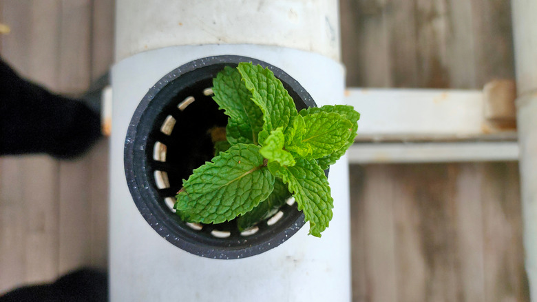 Mint plant growing with hydroponics