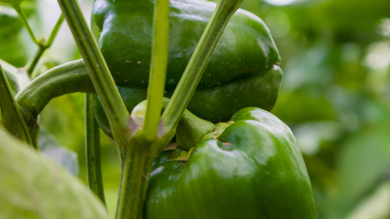 Green young paprika peppers