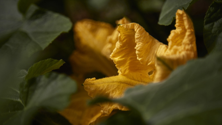 Pumpkin plant flower and foliage