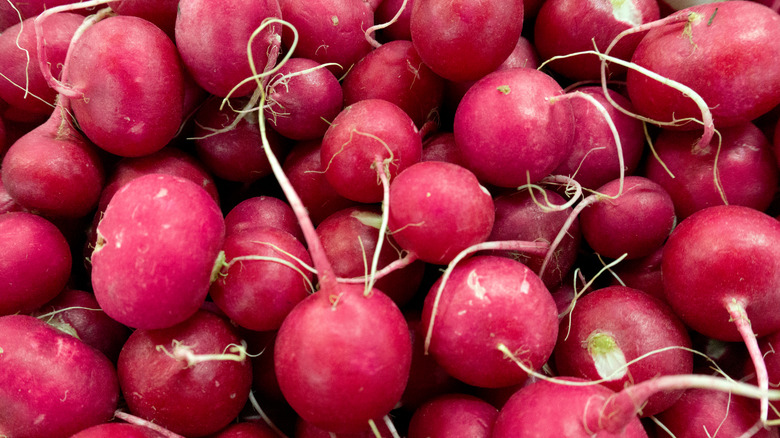 Red radishes freshly harvested