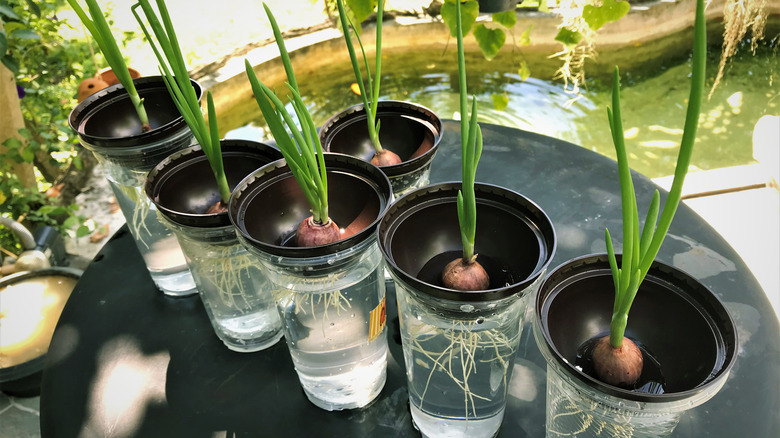 Scallions growing hydroponically 