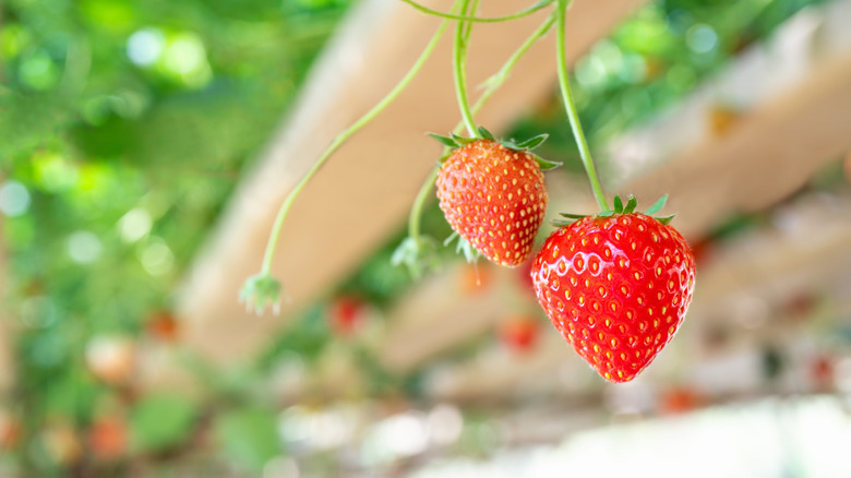 Red berries on strawberry plant