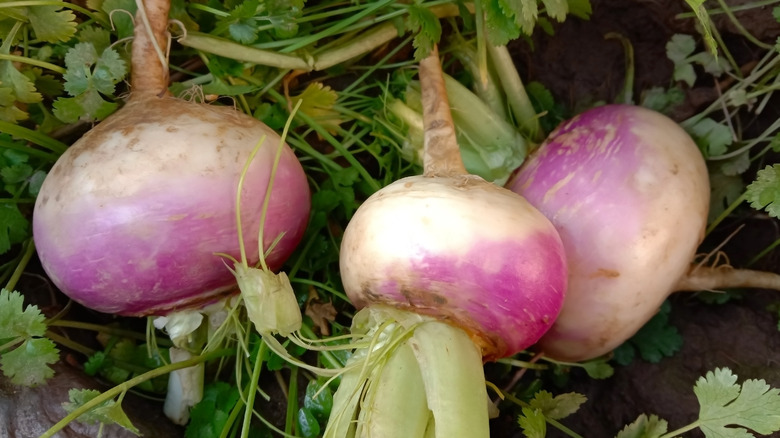 Turnips on ground close up