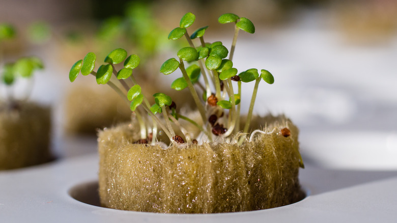 Watercress herbs in hydroponic setup