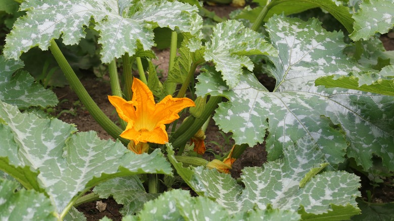 Zucchini plant in bloom