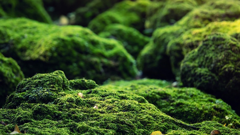 Moss in forest