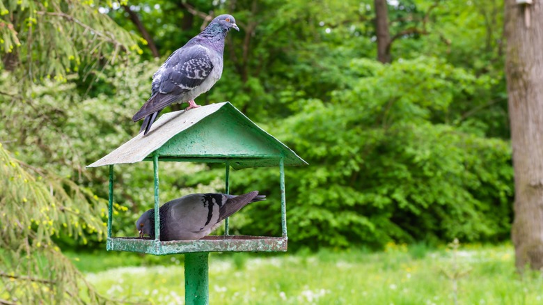 pigeons on green bird feeder