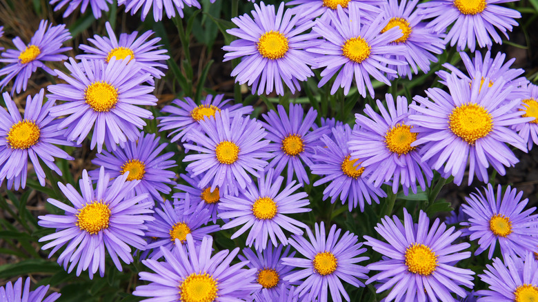 aster flowers