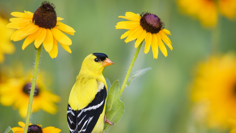 goldfinch perched on black-eyed susan