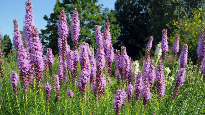 blazing star plants in field